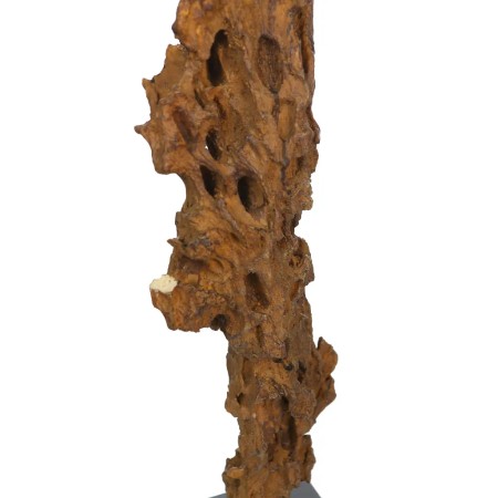 TRONCO FOSIL CON BASE 91CM CON TARA