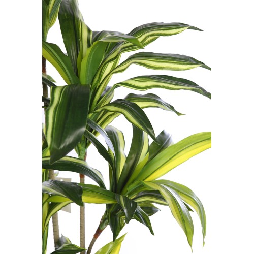 DRACENA ARTIFICIAL EN MACETA 160CM ANCHO 70CM 2