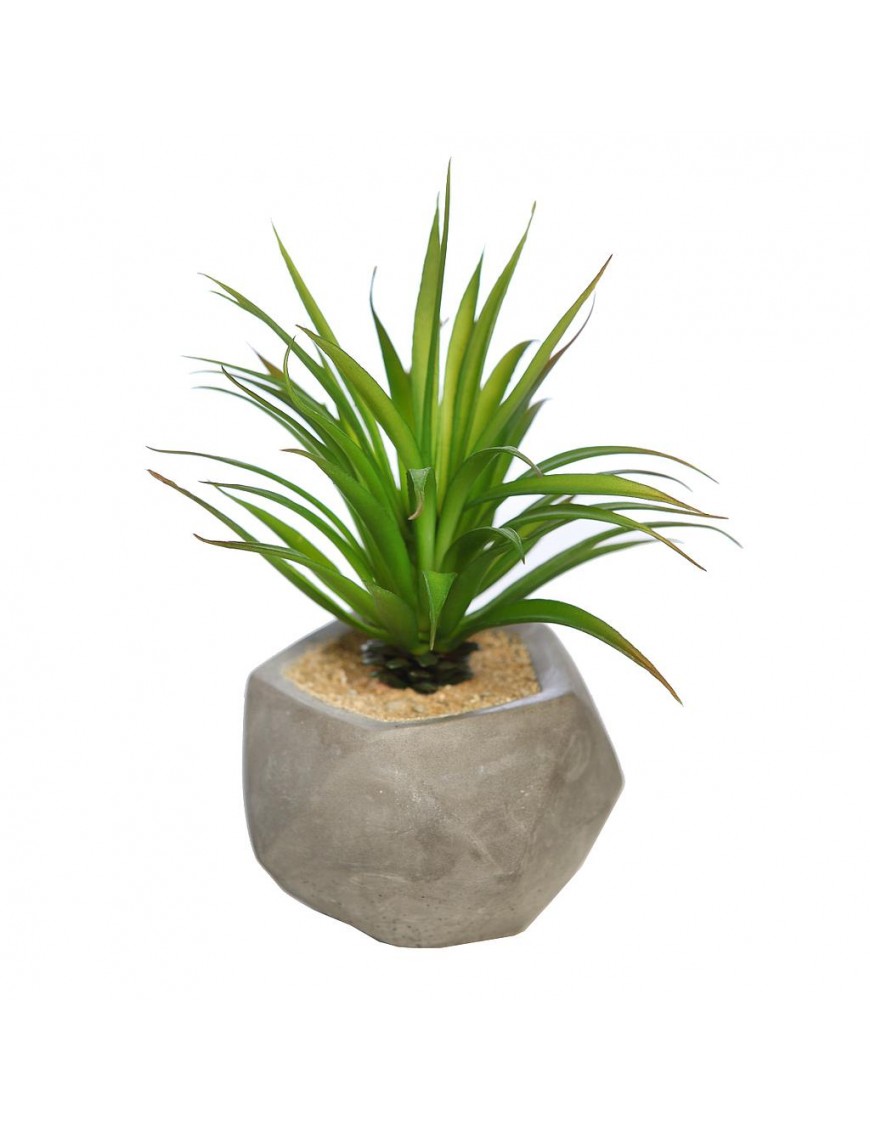 SUCULENTA YUCCA CON MACETA DE CEMENTO 16CM