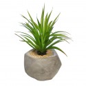 SUCULENTA YUCCA CON MACETA DE CEMENTO 16CM