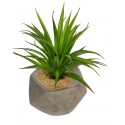 SUCULENTA YUCCA CON MACETA DE CEMENTO 16CM