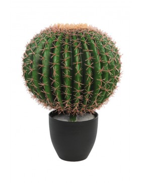 CACTUS BARRIL EN MACETA 50CM