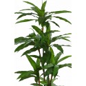 DRACENA ARTIFICIAL 145CM