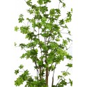 ENKIANTHUS ARTIFICIAL CON MACETA 180CM
