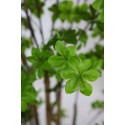 ENKIANTHUS ARTIFICIAL EN MACETA 145CM