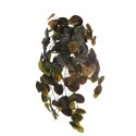 COLGANTE PEPEROMIA ARTIFICIAL 70CM TACTO NATURAL
