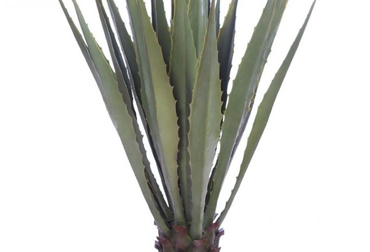 agave artificial