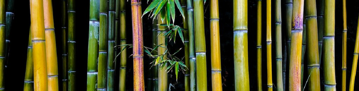 Da un toque oriental con un bambú artificial
