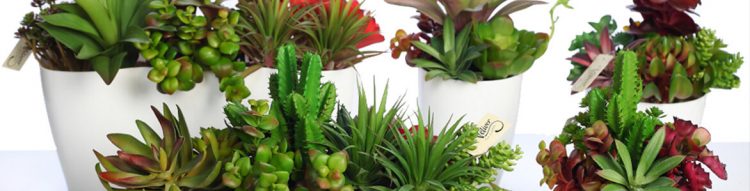 Decorar con plantas crasas o suculentas