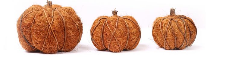 FLORES Y PLANTAS PARA HALLOWEEN