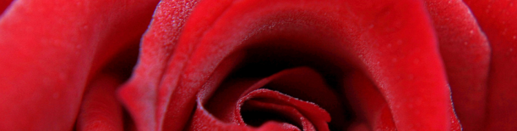 ¿PORQUÉ REGALAR ROSAS ROJAS?