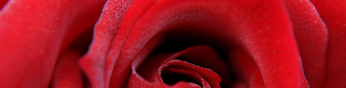 rosas rojas artificiales