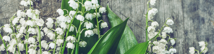 DECORAR CON PLANTAS DE INTERIOR CON FLOR