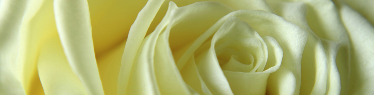 ROSAS BLANCAS PARA REGALO