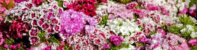 ¿Cuál es el significado de las flores?