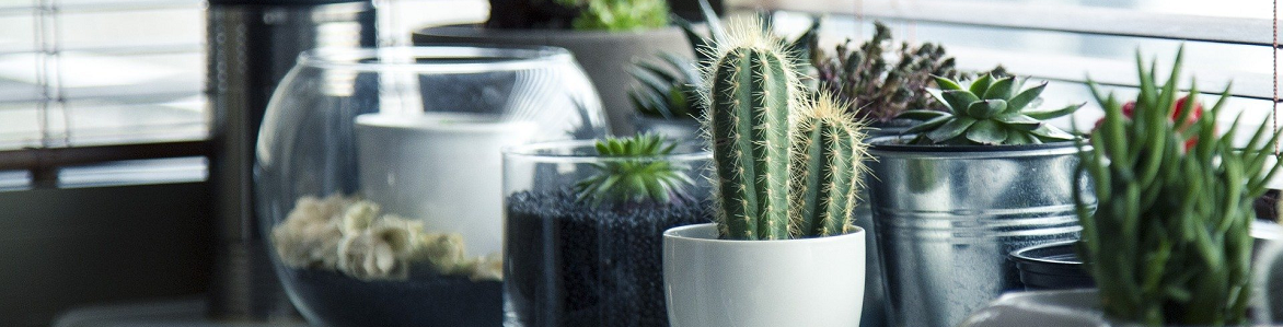 ¿Cómo cuidar las plantas artificiales de interior?