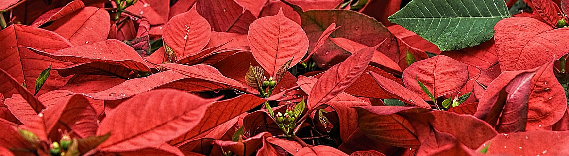 ¿Cuáles son las plantas más típicas de la Navidad?
